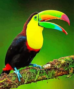 Aesthetic Toucan Bird Paint By Number