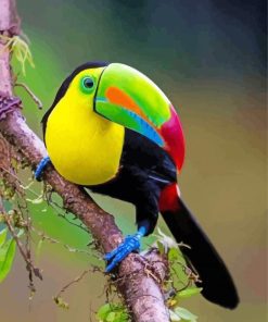 Toucan Bird Paint By Number