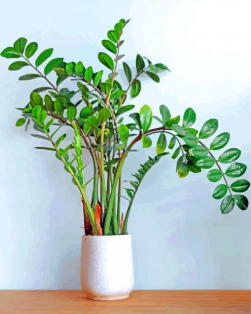 Aesthetic Zamioculcas Plant Paint By Number