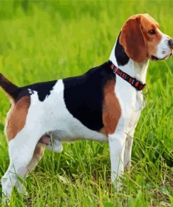 Beagle Dog Breed Paint By Number