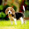 Beagle Dog Puppy Paint By Number