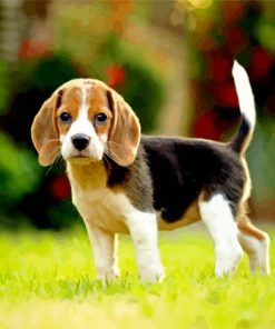 Beagle Dog Puppy Paint By Number