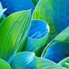 Blue And Green Hosta plant Paint By Number