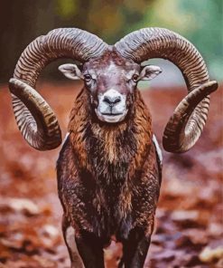 Brown Goat Paint By Number