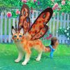 Butterfly Cat Paint By Number