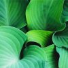 Hosta Plant Art Paint By Number