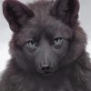 Black Wolf Paint By Number