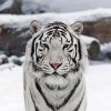 Cute White Tiger Paint By Number