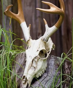 Deer Skull Paint By Number