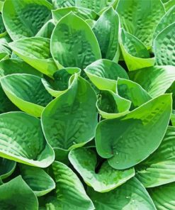 The Green Hostas Paint By Number