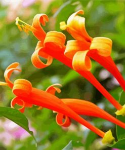 Orange Honeysuckle Plant Paint By Number