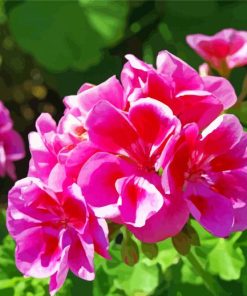 Pink Geraniums Flower Paint By Number