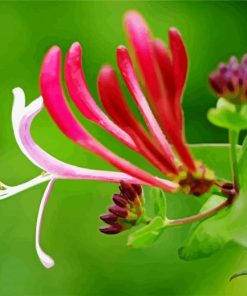 Pink Honeysuckle Paint By Number