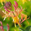 Pink And Yellow Honeysuckle Paint By Number