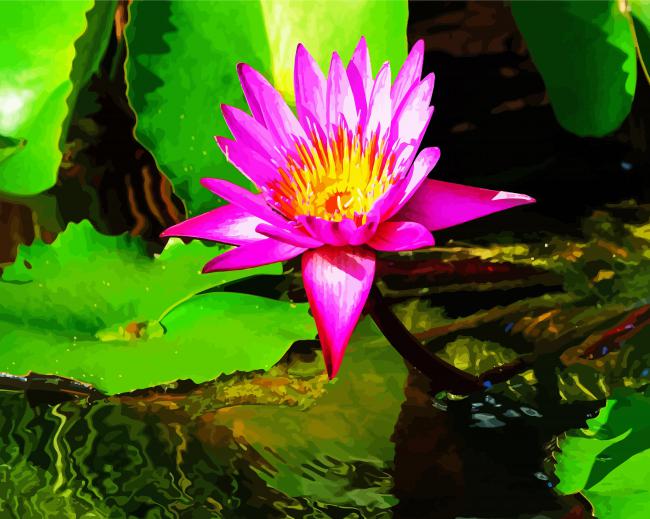 Pink Water lily Paint By Number