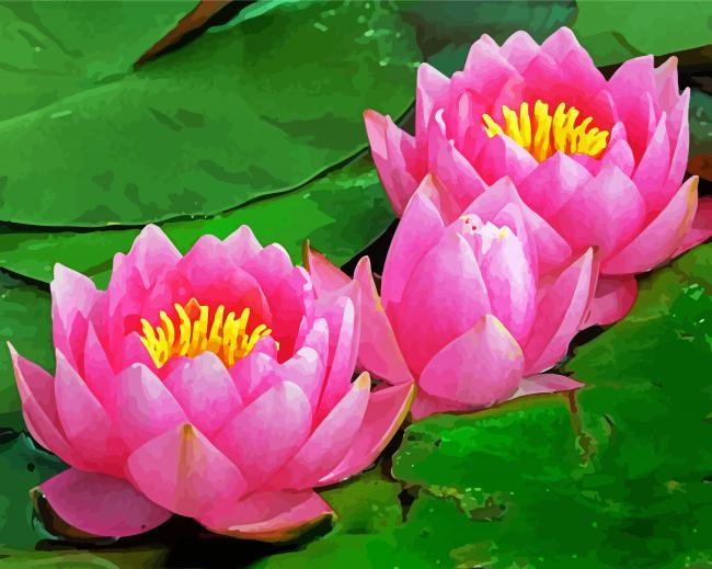 Pink Waterlily Paint By Number