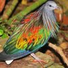 Tropical Pigeon Doves Paint By Number