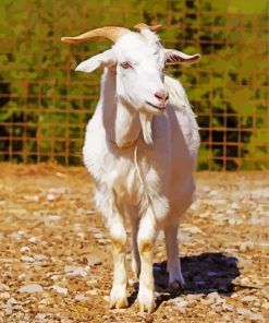 White Goat Paint By Number