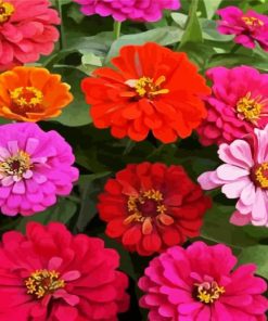 Flowers Zinnias Paint By Number