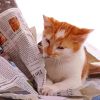 Adorable Cat Reading Newspaper Paint By Number