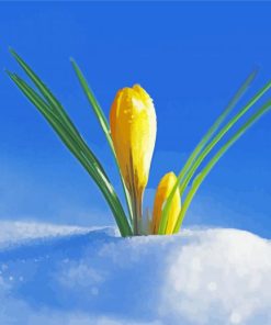Adorable Spring Flower In Snow Paint By Number