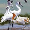 Aesthetic Abstract Crane Birds Art Paint By Number