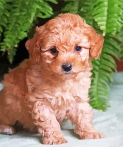Adorable Maltipoo Puppy Paint By Number