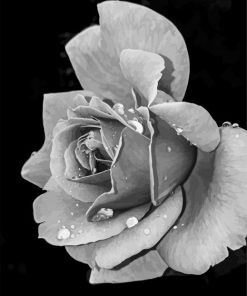 Aesthetic Black And White Flower Paint By Number