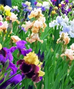 Aesthetic Iris Flowers Paint By Number