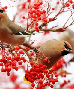 Aesthetic Birds And Red Berries Paint By Number