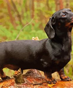 Black Dachshund Paint By Number