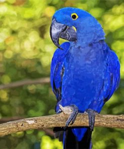 Blue Amazon Parrot Paint By Number
