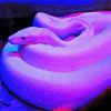 Bluish Purple Snake Reptile Paint By Number