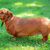 Brown Dachshund Paint By Number