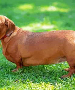 Brown Dachshund Paint By Number