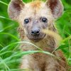 Close Up Little Spotted Hyena Paint By Number