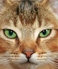Close Up Abyssinian Cat Paint By Number