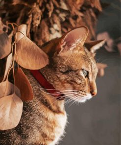 Cute Abyssinian Cat Paint By Number