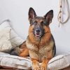 Aesthetic German Shepherd Dog Paint By Number