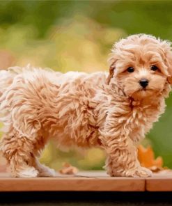 Aesthetic Maltipoo Puppy Paint By Number