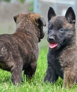 Adorable Dutch Shepherd Puppies Paint By Number