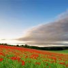 English Poppy Field Landscape Paint By Number