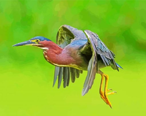 Flying Green Heron Paint By Number