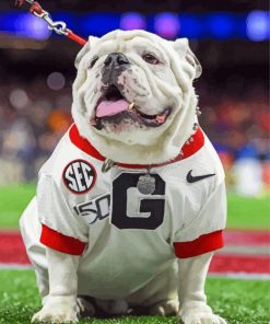 Georgia Bulldogs Paint By Number
