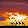 Giraffes Animals Silhouette At Sunset Paint By Number