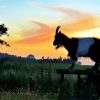 Goat Animal At Sunset Paint By Number