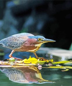 Green Heron Reflection Paint By Number