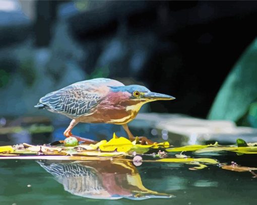Green Heron Reflection Paint By Number