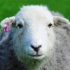 Herdwick Sheep Face Paint By Number