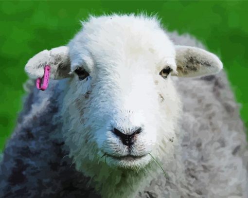 Herdwick Sheep Face Paint By Number